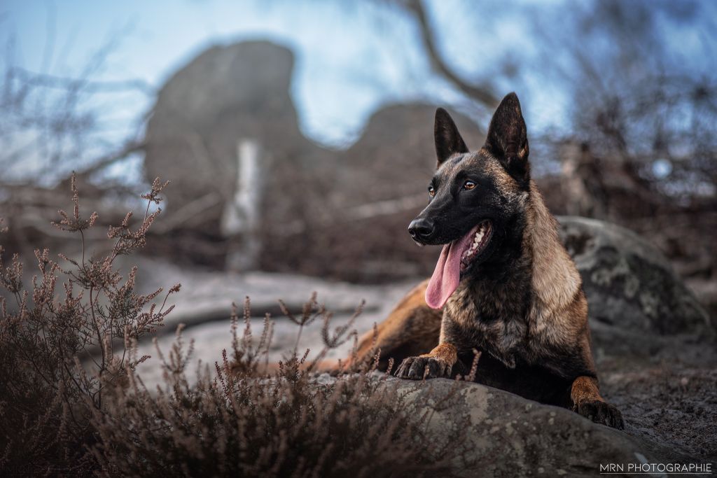 Nymeria Des Feux de l'Espoir