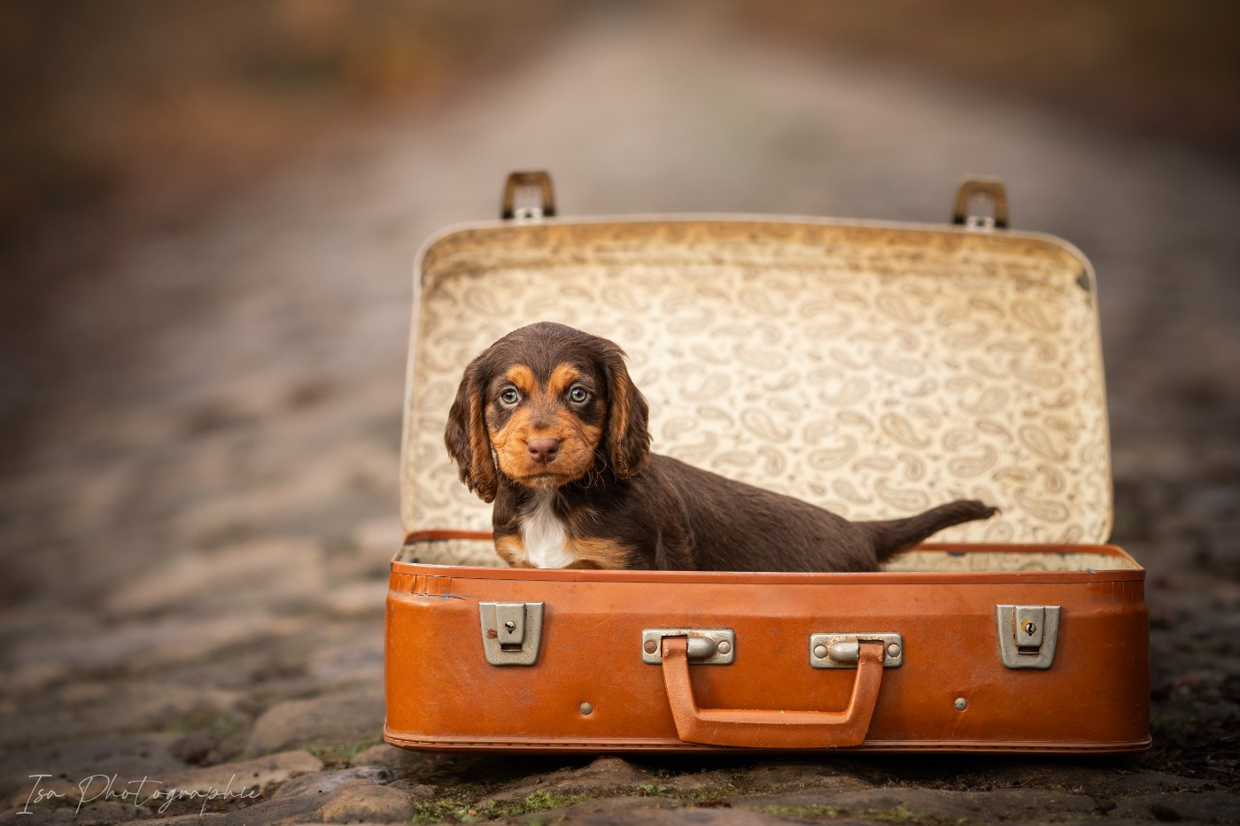 Chiots - ISA PHOTOGRAPHIE