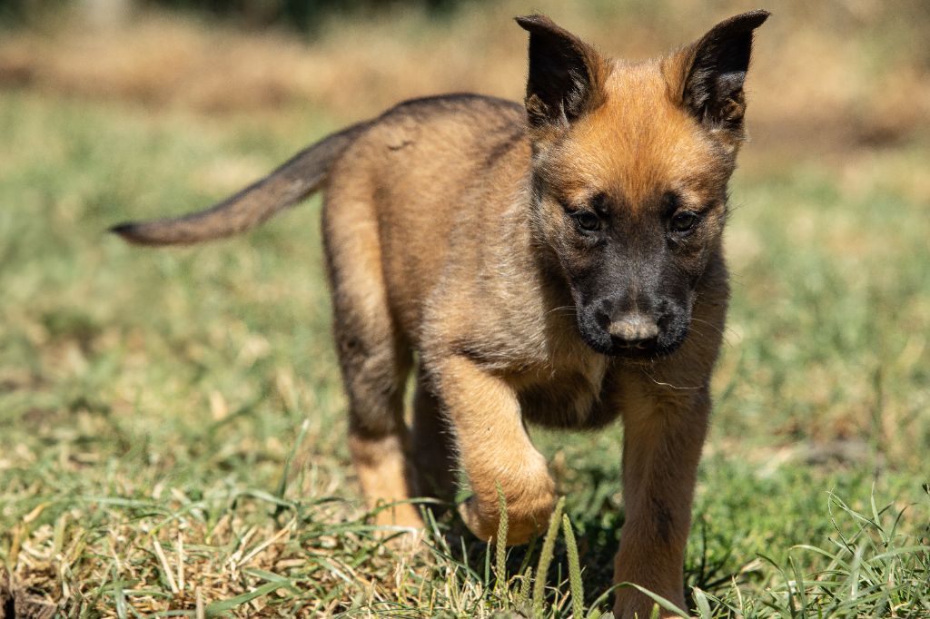 Des Feux de l'Espoir - Chiots disponibles - Berger Belge