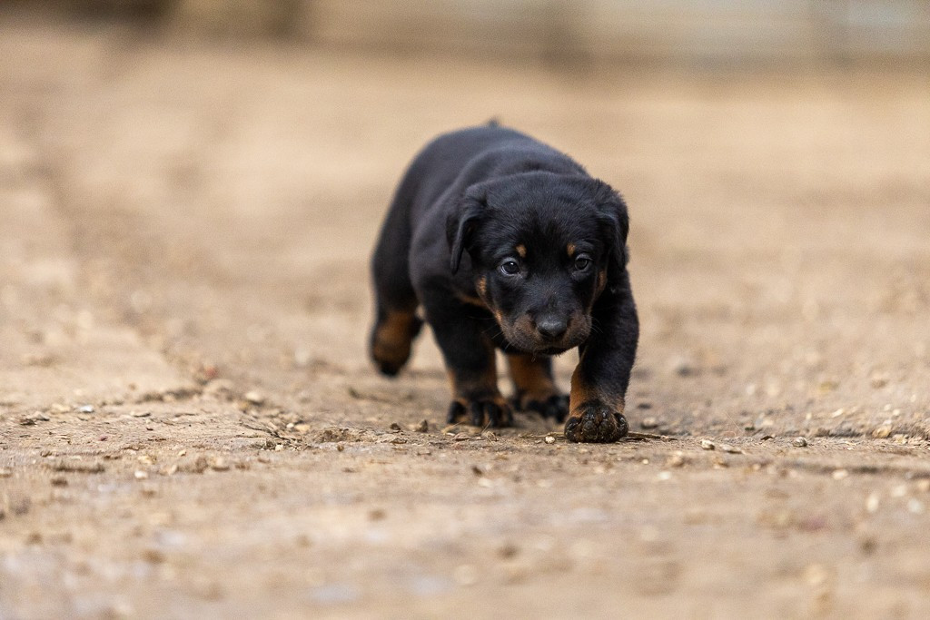 Des Feux de l'Espoir - Chiots disponibles - Berger de Beauce
