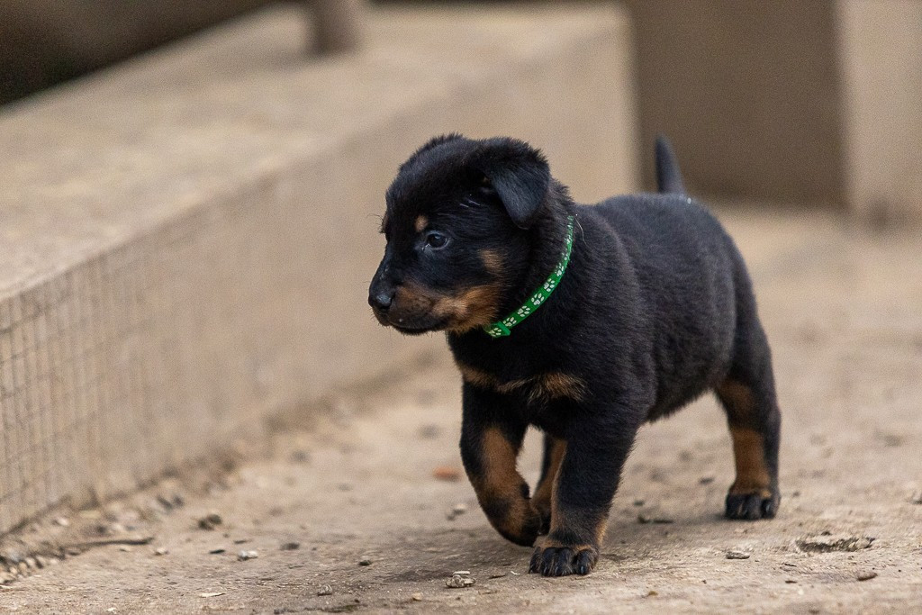 Des Feux de l'Espoir - Chiots disponibles - Berger de Beauce