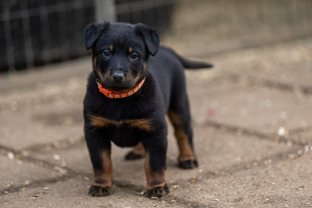 Des Feux de l'Espoir - Chiots disponibles - Berger de Beauce
