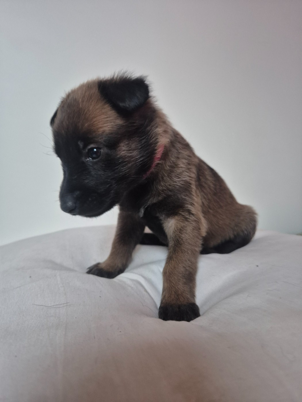Des Feux de l'Espoir - Chiots disponibles - Berger Belge