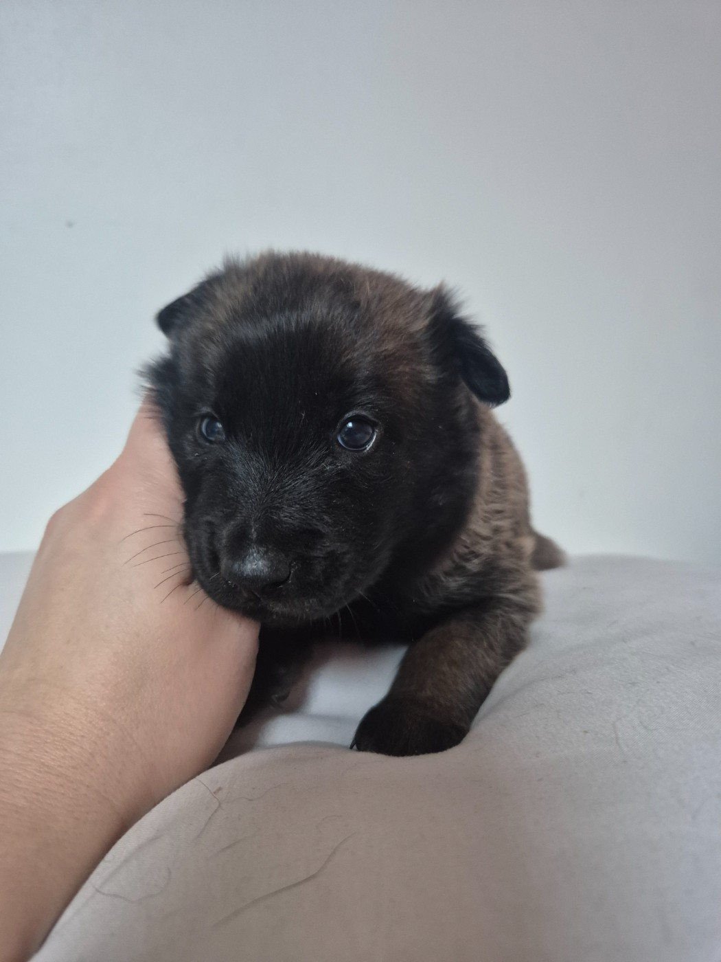 Des Feux de l'Espoir - Chiots disponibles - Berger Belge