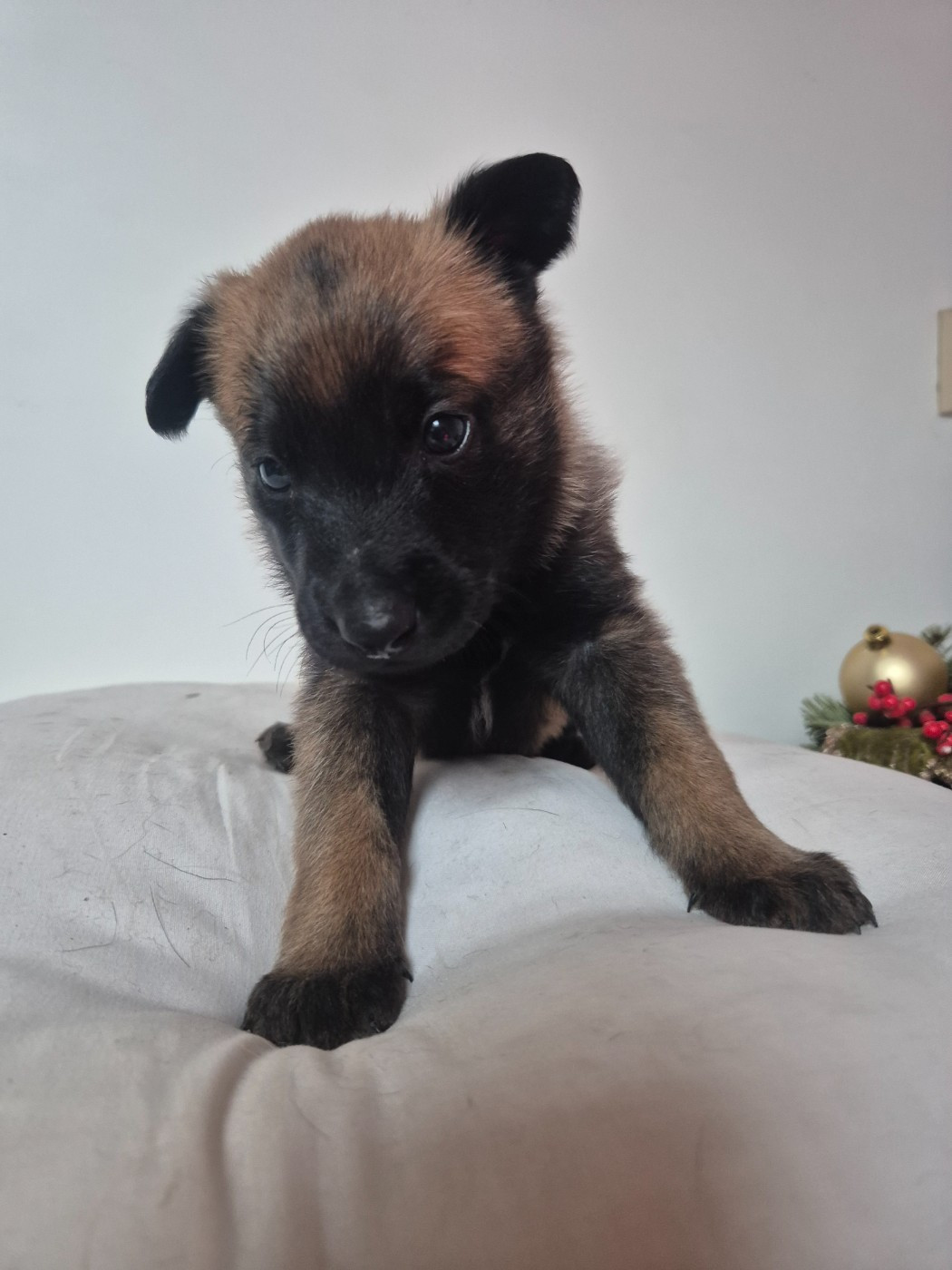 Des Feux de l'Espoir - Chiots disponibles - Berger Belge