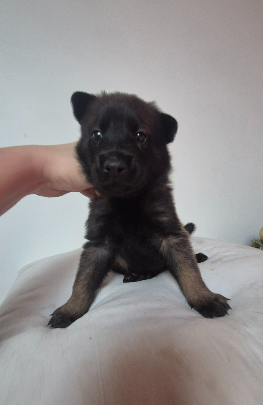 Des Feux de l'Espoir - Chiots disponibles - Berger Belge