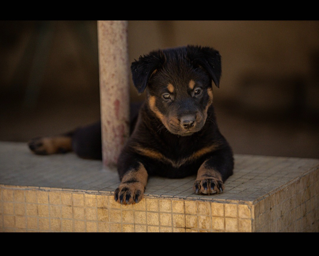 Des Feux de l'Espoir - Chiots disponibles - Berger de Beauce