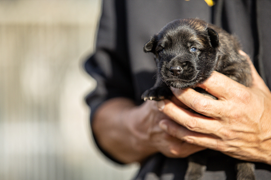 Des Feux de l'Espoir - Chiots disponibles - Berger Belge