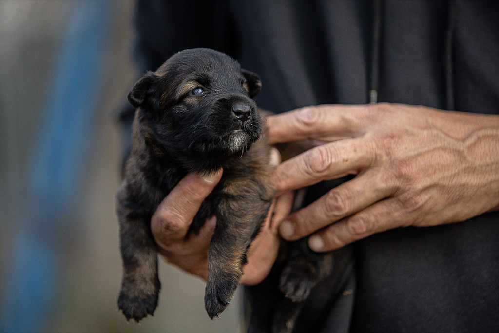 Des Feux de l'Espoir - Chiots disponibles - Berger Belge