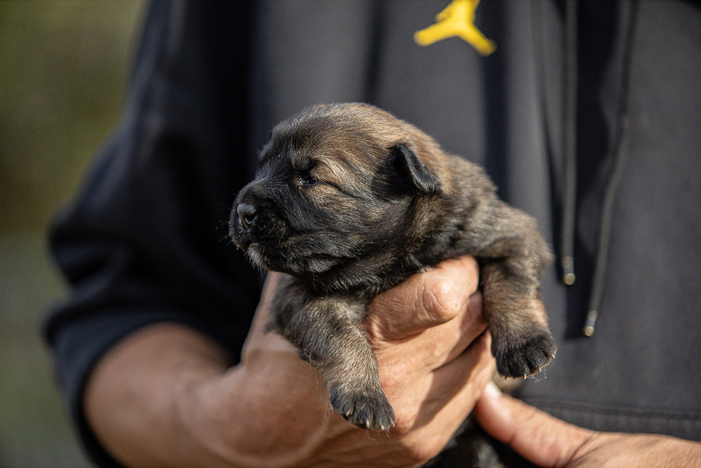 Des Feux de l'Espoir - Chiots disponibles - Berger Belge