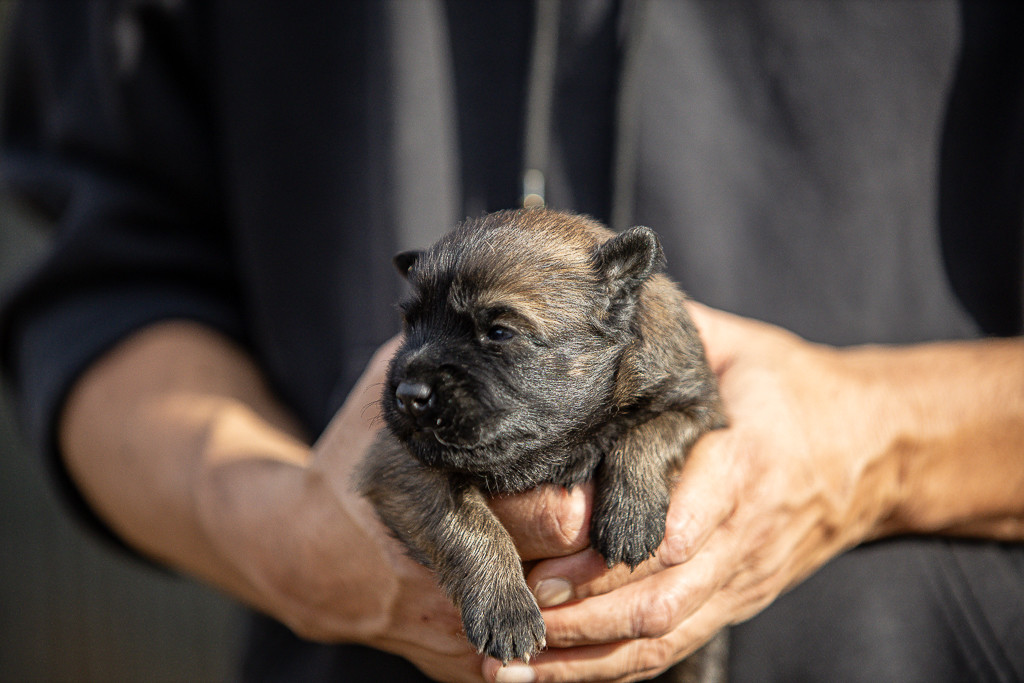 Des Feux de l'Espoir - Chiots disponibles - Berger Belge