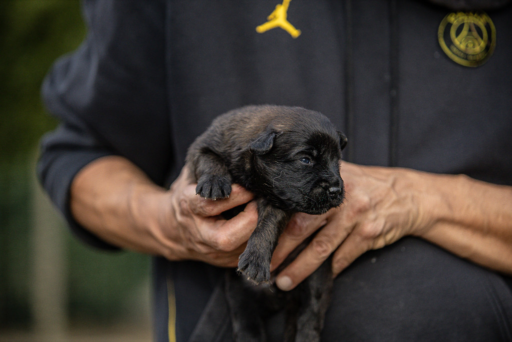 Des Feux de l'Espoir - Chiots disponibles - Berger Belge