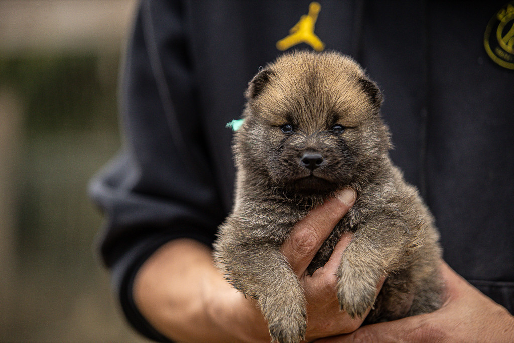 Des Feux de l'Espoir - Chiots disponibles - Eurasier