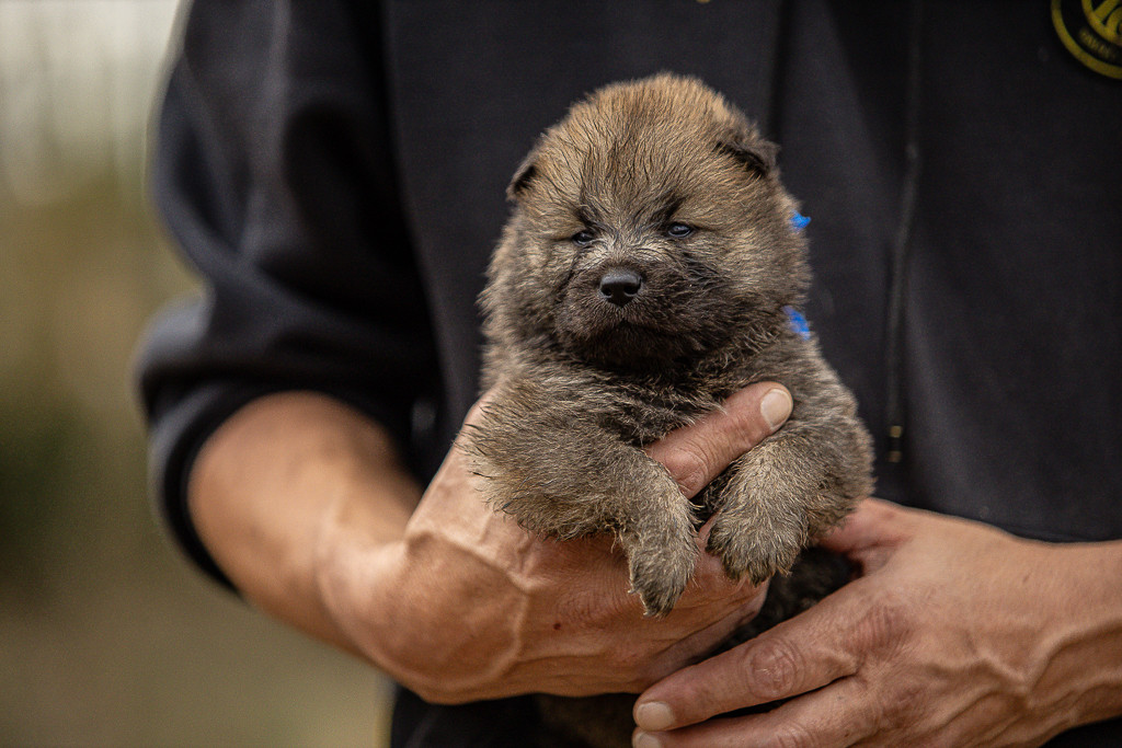 Des Feux de l'Espoir - Chiots disponibles - Eurasier