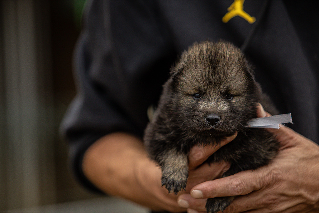 Des Feux de l'Espoir - Chiots disponibles - Eurasier