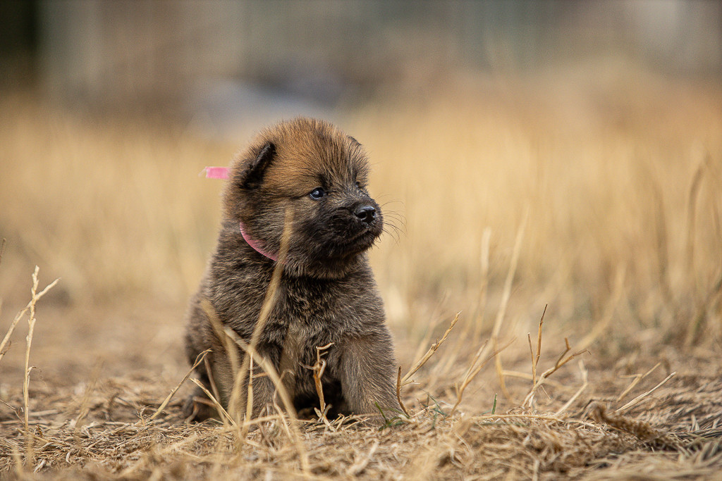 Des Feux de l'Espoir - Chiots disponibles - Eurasier