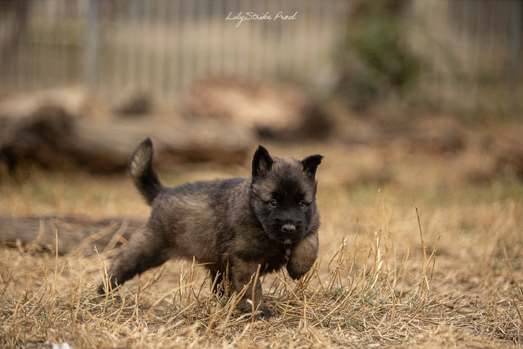 Des Feux de l'Espoir - Chiots disponibles - Berger Belge