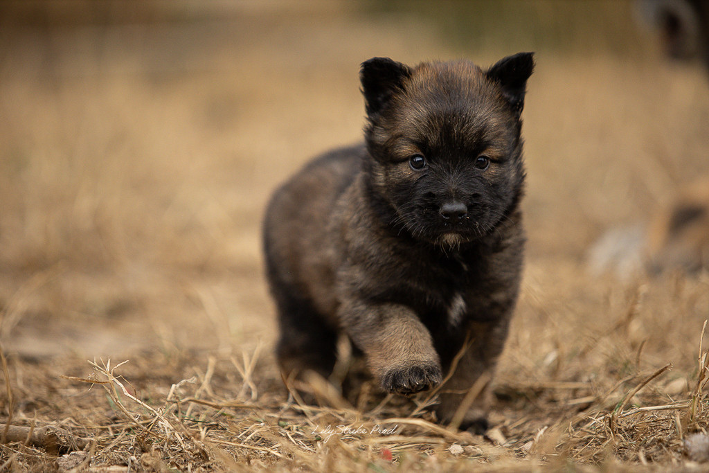 Des Feux de l'Espoir - Chiots disponibles - Berger Belge