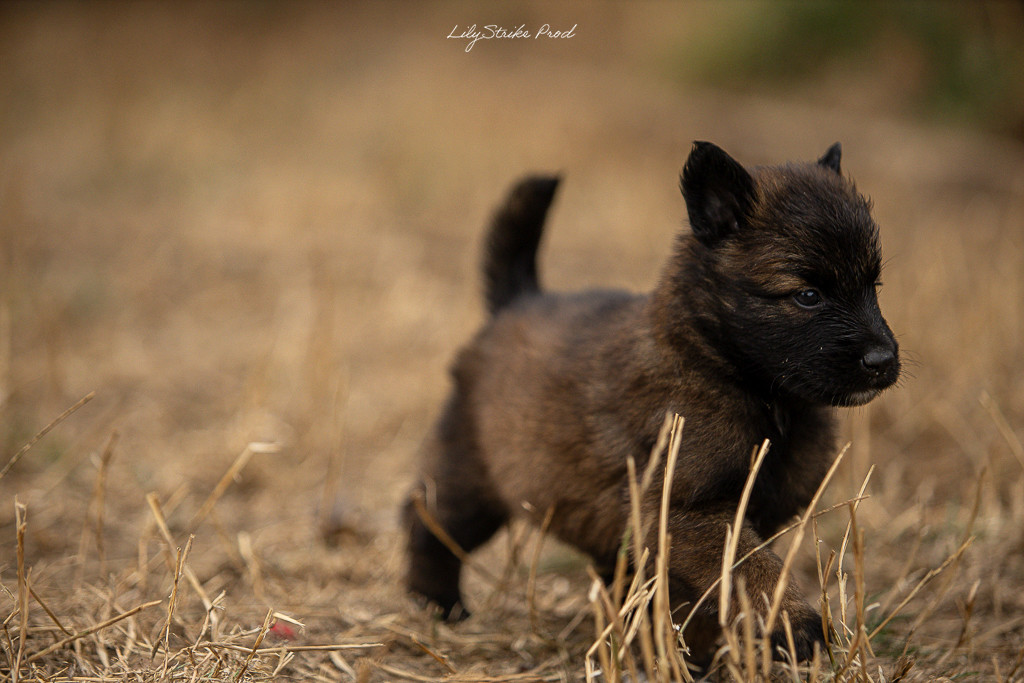 Des Feux de l'Espoir - Chiots disponibles - Berger Belge