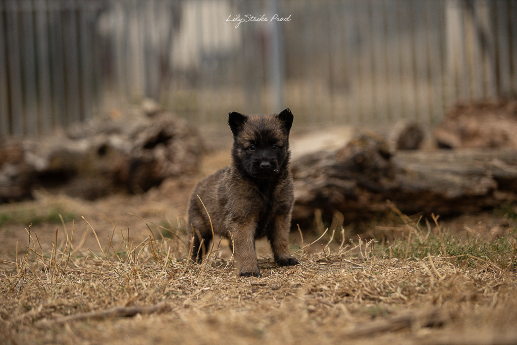 Des Feux de l'Espoir - Chiots disponibles - Berger Belge