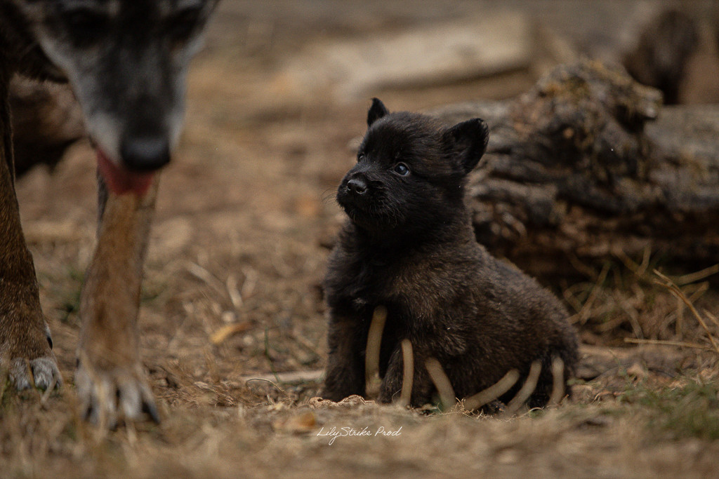 Des Feux de l'Espoir - Chiots disponibles - Berger Belge