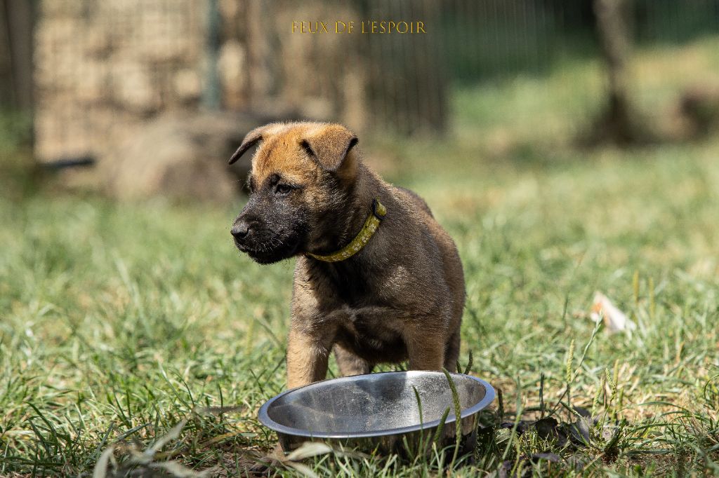 Des Feux de l'Espoir - Chiots disponibles - Berger Belge