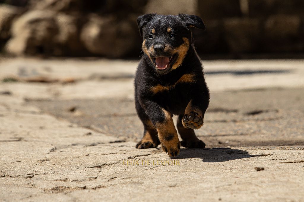 Des Feux de l'Espoir - Chiots disponibles - Berger de Beauce