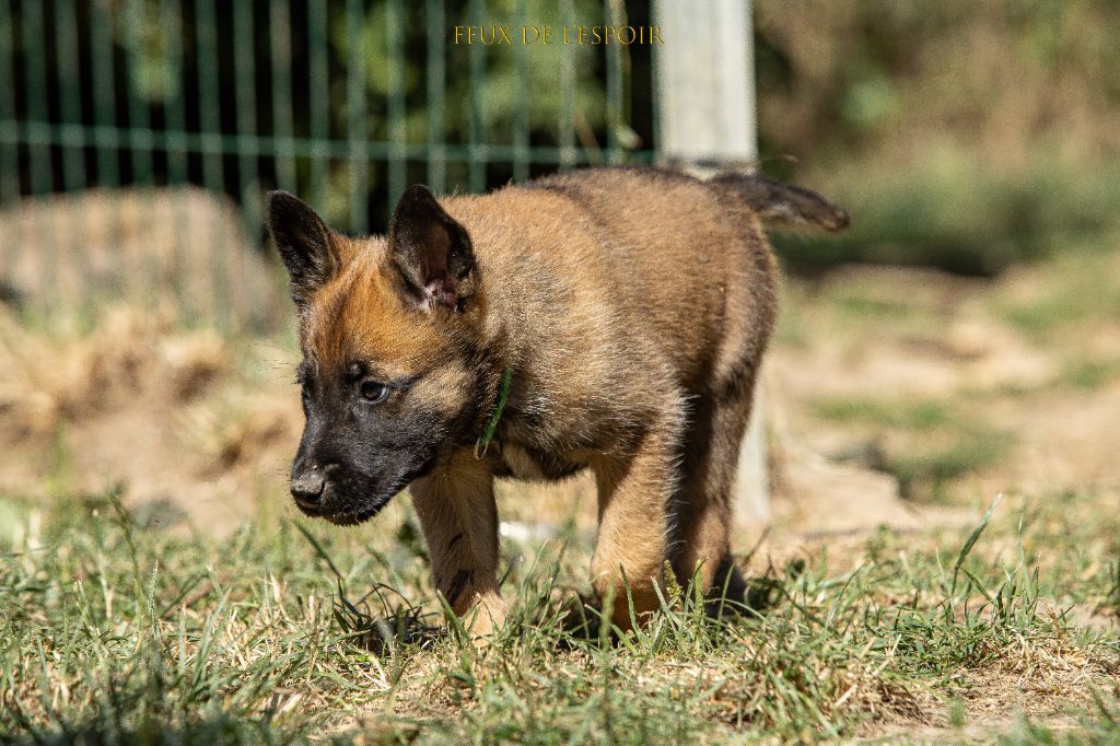Des Feux de l'Espoir - Chiots disponibles - Berger Belge