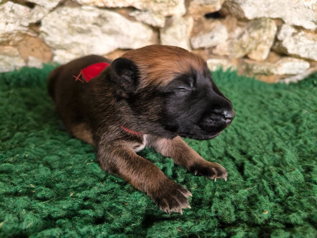 Des Feux de l'Espoir - Chiots disponibles - Berger Belge