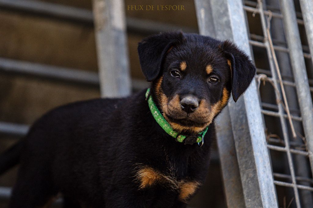 Des Feux de l'Espoir - Chiots disponibles - Berger de Beauce