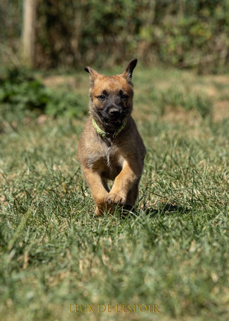 Des Feux de l'Espoir - Chiots disponibles - Berger Belge