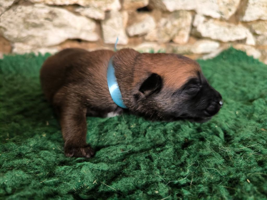 Des Feux de l'Espoir - Chiots disponibles - Berger Belge