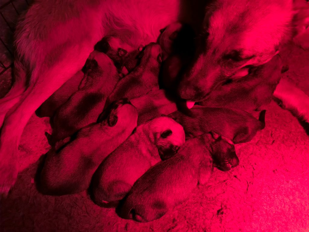 Chiot Berger Belge Des Feux de l'Espoir