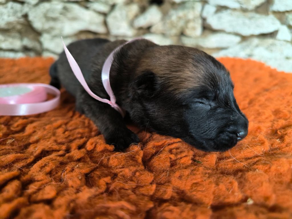 Des Feux de l'Espoir - Chiots disponibles - Berger Belge