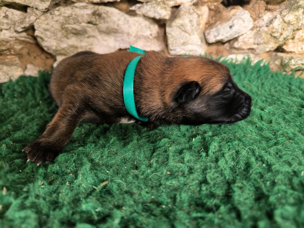 Des Feux de l'Espoir - Chiots disponibles - Berger Belge